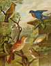 Le monde des oiseaux d'Amérique du Nord pl06 - Christian Anton Goering — Ansicht des Kunstwerks