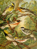 Le monde des oiseaux d'Amérique du Nord pl13 - Christian Anton Goering — Ansicht des Kunstwerks