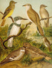 Die Welt der Vögel Nordamerikas pl34 - Christian Anton Goering — Ansicht des Kunstwerks
