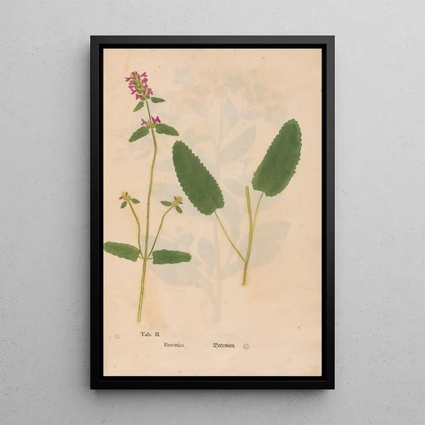 Ectypa vegetabilium Pl002 - Christian Gottlieb Ludwig — gerahmtes Bild an der Wand
