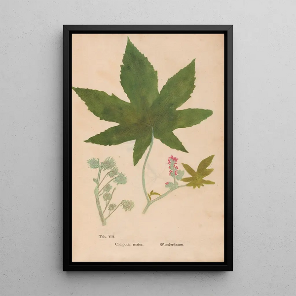 Ectypa vegetabilium Pl007 - Christian Gottlieb Ludwig — gerahmtes Bild an der Wand