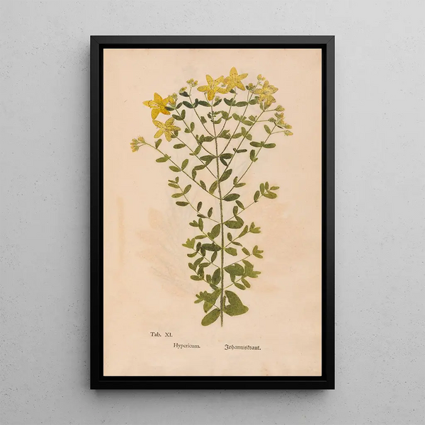 Ectypa vegetabilium Pl011 - Christian Gottlieb Ludwig — gerahmtes Bild an der Wand