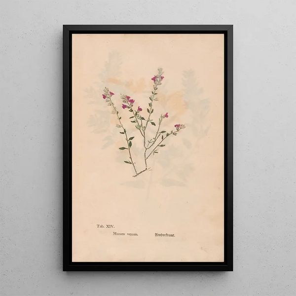 Ectypa vegetabilium Pl014 - Christian Gottlieb Ludwig — gerahmtes Bild an der Wand