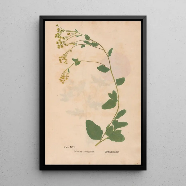 Ectypa vegetabilium Pl016 - Christian Gottlieb Ludwig — gerahmtes Bild an der Wand