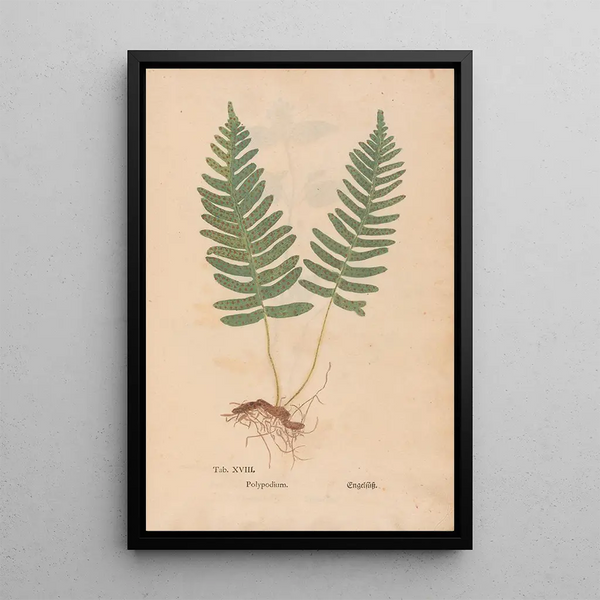 Ectypa vegetabilium Pl018 - Christian Gottlieb Ludwig — gerahmtes Bild an der Wand