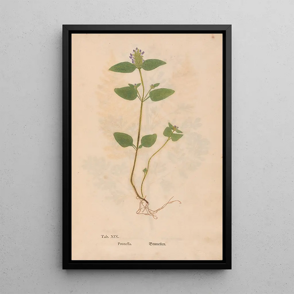 Reproduktion des Gemäldes Ectypa vegetabilium Pl019 - Christian Gottlieb Ludwig