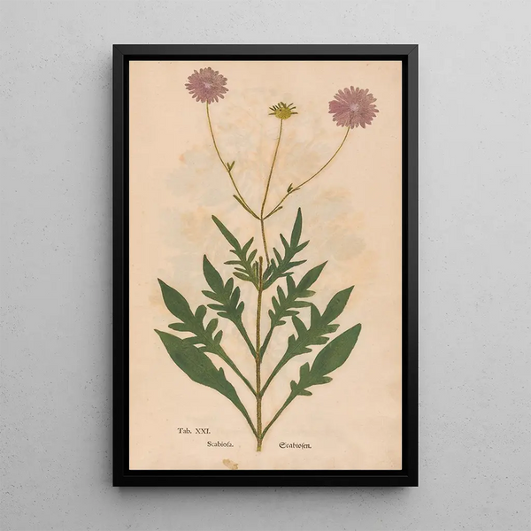 Ectypa vegetabilium Pl021 - Christian Gottlieb Ludwig — gerahmtes Bild an der Wand