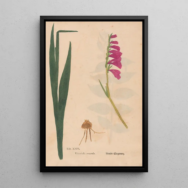 Ectypa vegetabilium Pl024 - Christian Gottlieb Ludwig — gerahmtes Bild an der Wand