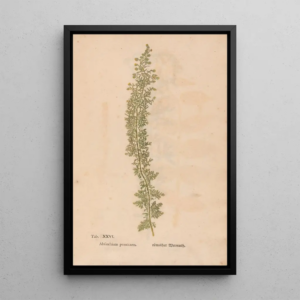 Ectypa vegetabilium Pl026 - Christian Gottlieb Ludwig — gerahmtes Bild an der Wand