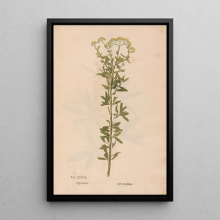 Christian Gottlieb Ludwig - Ectypa vegetabilium Pl027.webp