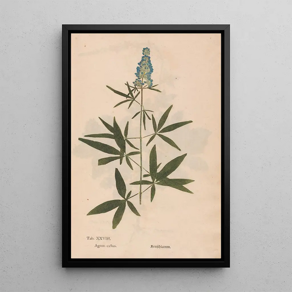 Ectypa vegetabilium Pl028 - Christian Gottlieb Ludwig — gerahmtes Bild an der Wand