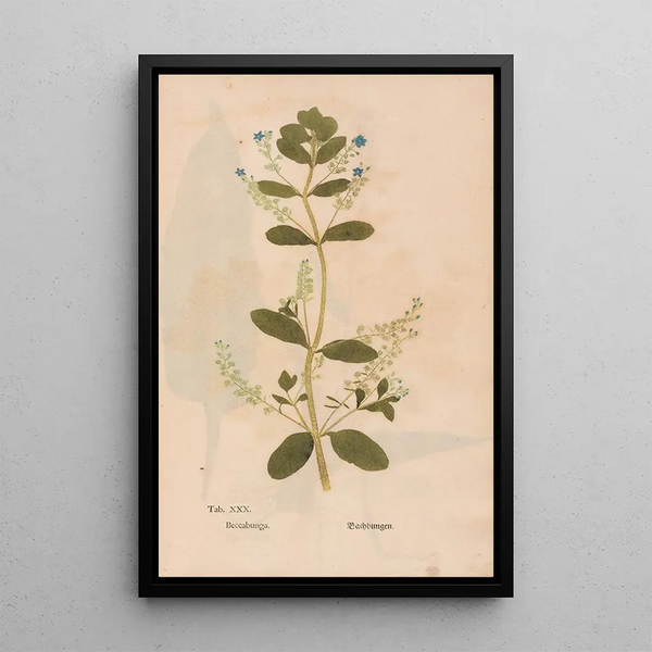 Ectypa vegetabilium Pl030 - Christian Gottlieb Ludwig — gerahmtes Bild an der Wand