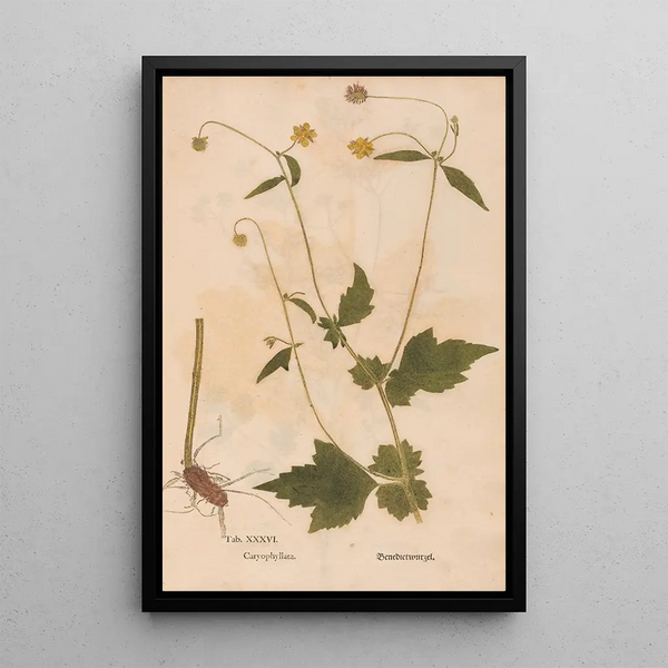 Reproduktion des Gemäldes Ectypa vegetabilium Pl036 - Christian Gottlieb Ludwig