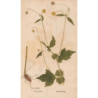 Christian Gottlieb Ludwig - Ectypa vegetabilium Pl036.webp
