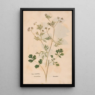 Christian Gottlieb Ludwig - Ectypa vegetabilium Pl037.webp