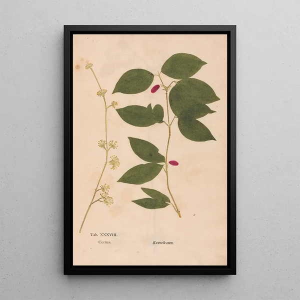 Reproduktion des Gemäldes Ectypa vegetabilium Pl038 - Christian Gottlieb Ludwig