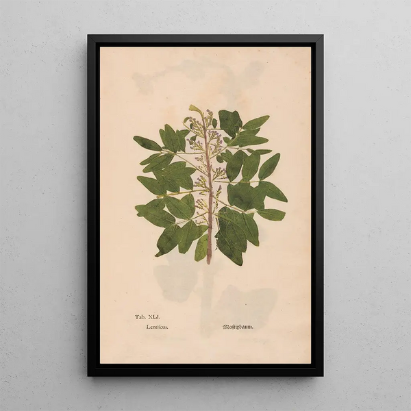Ectypa vegetabilium Pl041 - Christian Gottlieb Ludwig — gerahmtes Bild an der Wand