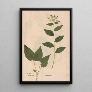 Christian Gottlieb Ludwig - Ectypa vegetabilium Pl045.webp