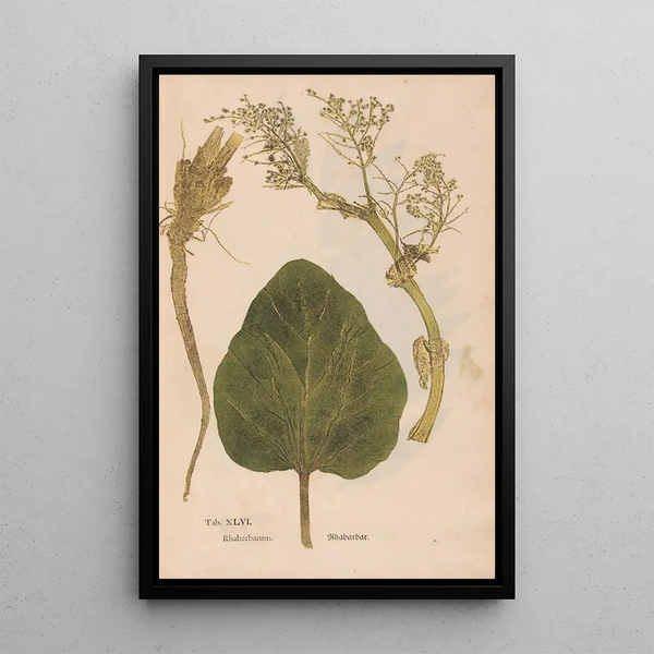 Ectypa vegetabilium Pl046 - Christian Gottlieb Ludwig — gerahmtes Bild an der Wand
