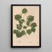 Ectypa vegetabilium Pl048 - Christian Gottlieb Ludwig — gerahmtes Bild an der Wand