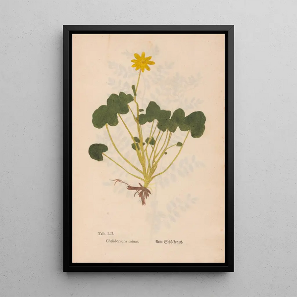 Ectypa vegetabilium Pl052 - Christian Gottlieb Ludwig — gerahmtes Bild an der Wand