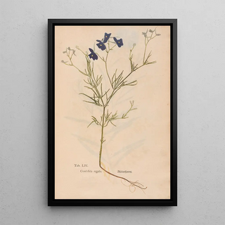 Christian Gottlieb Ludwig - Ectypa vegetabilium Pl054.webp