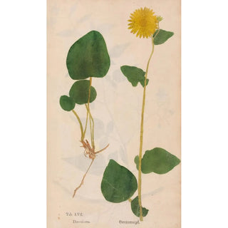 Christian Gottlieb Ludwig - Ectypa vegetabilium Pl057.webp