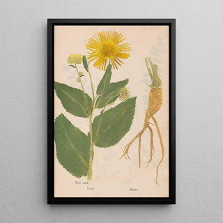 Christian Gottlieb Ludwig - Ectypa vegetabilium Pl059.webp