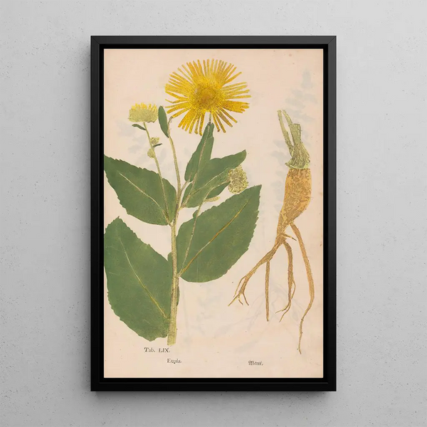 Ectypa vegetabilium Pl059 - Christian Gottlieb Ludwig — gerahmtes Bild an der Wand