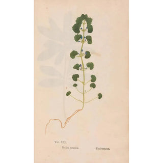 Christian Gottlieb Ludwig - Ectypa vegetabilium Pl062.webp