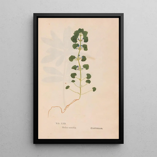 Christian Gottlieb Ludwig - Ectypa vegetabilium Pl062.webp