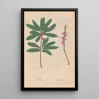 Christian Gottlieb Ludwig - Ectypa vegetabilium Pl063.webp