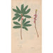 Reproduktion des Gemäldes Ectypa vegetabilium Pl063 - Christian Gottlieb Ludwig