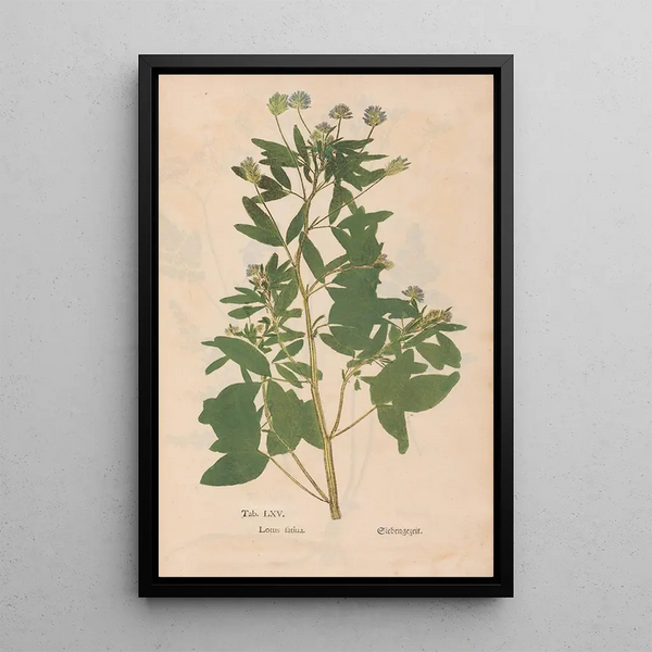 Ectypa vegetabilium Pl065 - Christian Gottlieb Ludwig — gerahmtes Bild an der Wand