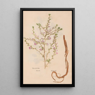 Christian Gottlieb Ludwig - Ectypa vegetabilium Pl068.webp