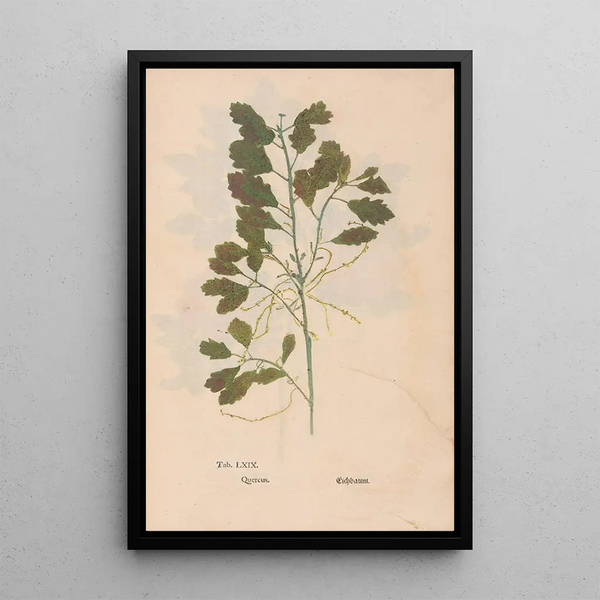 Ectypa vegetabilium Pl069 - Christian Gottlieb Ludwig — gerahmtes Bild an der Wand