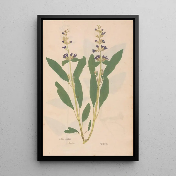 Ectypa vegetabilium Pl071 - Christian Gottlieb Ludwig — gerahmtes Bild an der Wand