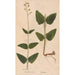 Reproduktion des Gemäldes Ectypa vegetabilium Pl072 - Christian Gottlieb Ludwig
