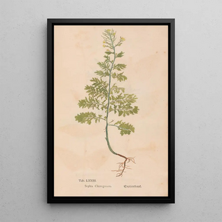 Christian Gottlieb Ludwig - Ectypa vegetabilium Pl073.webp