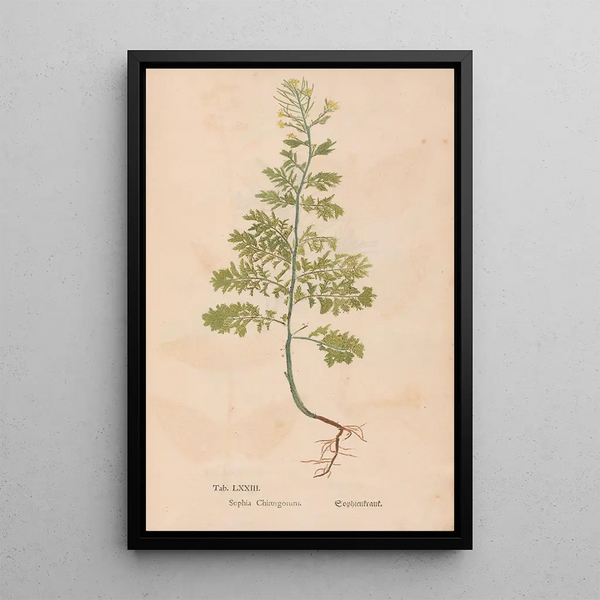 Ectypa vegetabilium Pl073 - Christian Gottlieb Ludwig — gerahmtes Bild an der Wand