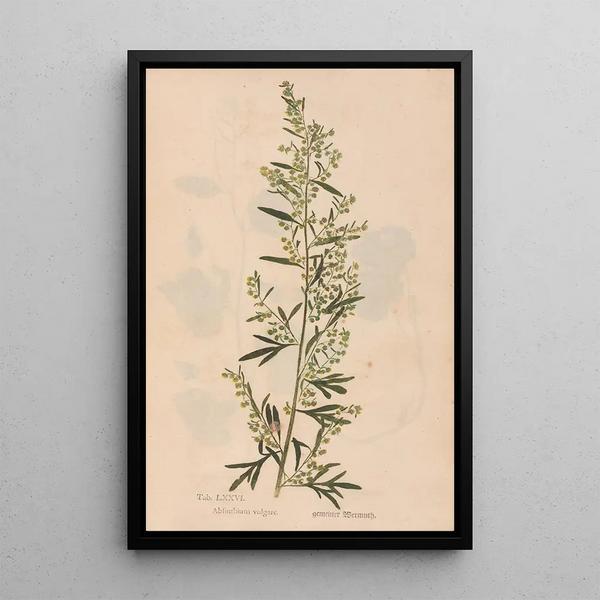 Ectypa vegetabilium Pl076 - Christian Gottlieb Ludwig — gerahmtes Bild an der Wand