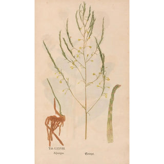 Christian Gottlieb Ludwig - Ectypa vegetabilium Pl078.webp