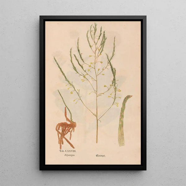 Ectypa vegetabilium Pl078 - Christian Gottlieb Ludwig — gerahmtes Bild an der Wand