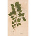 Ectypa vegetabilium Pl082 - Christian Gottlieb Ludwig — Ansicht des Kunstwerks