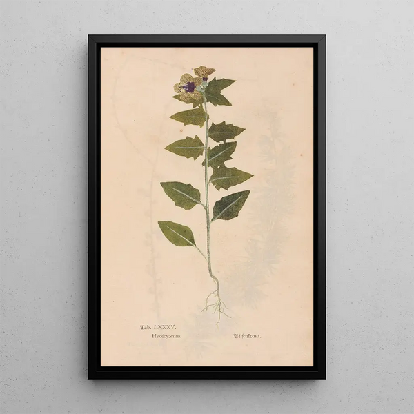 Ectypa vegetabilium Pl085 - Christian Gottlieb Ludwig — gerahmtes Bild an der Wand