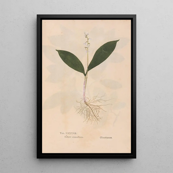 Ectypa vegetabilium Pl087 - Christian Gottlieb Ludwig — gerahmtes Bild an der Wand