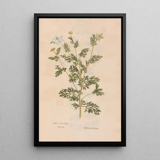 Christian Gottlieb Ludwig - Ectypa vegetabilium Pl089.webp