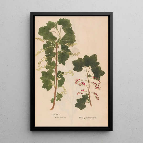 Reproduktion des Gemäldes Ectypa vegetabilium Pl092 - Christian Gottlieb Ludwig
