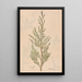 Ectypa vegetabilium Pl093 - Christian Gottlieb Ludwig — gerahmtes Bild an der Wand