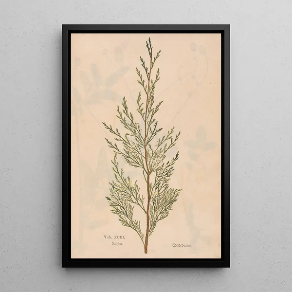 Ectypa vegetabilium Pl093 - Christian Gottlieb Ludwig — gerahmtes Bild an der Wand